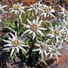 edelweiss-imag0524-1