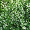 weisse-glockenblumen-img_0313